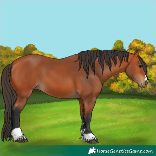 Horse Color:Bay 