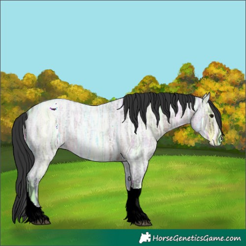 Horse Color:Brown Ice Roan Tobiano Appaloosa