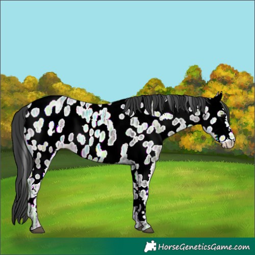 Horse Color:Black Ice Appaloosa