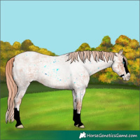 Horse Color:Gold Champagne Ice Roan Splash 
