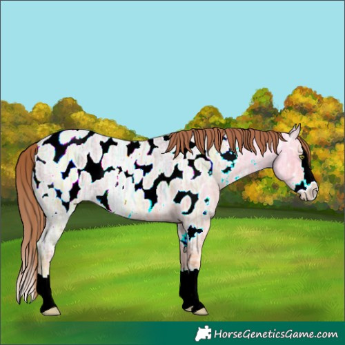 Horse Color:Gold Champagne Ice Roan Splash Appaloosa 