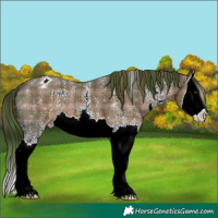 Horse Color:Plaid Liver Chestnut Sabino Splash Appaloosa