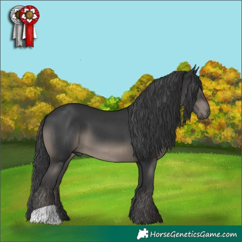 Horse Color:Black 