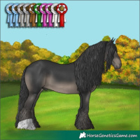 Horse Color:Black 