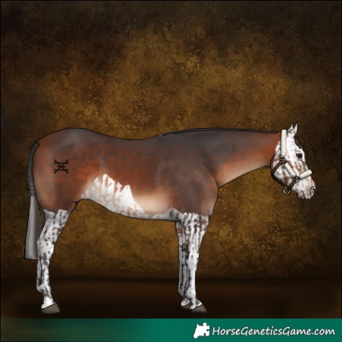 Horse Color:Bay and Bay Splash
