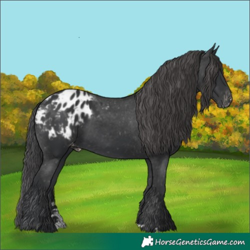 Horse Color:Black Blanket Rabicano 
