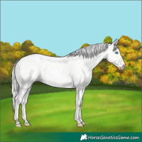 Horse Color:Silver Perlino Dun 