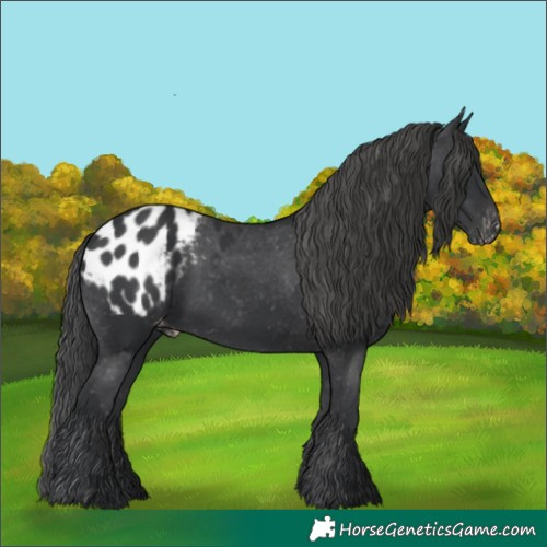 Horse Color:Black Appaloosa Rabicano 