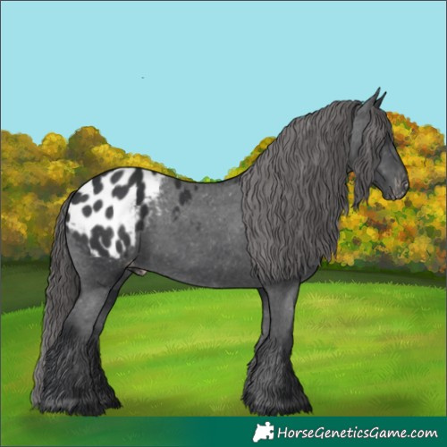 Horse Color:Black Appaloosa Rabicano 