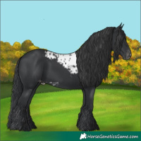 Horse Color:Black Skewed Appaloosa Rabicano 