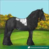 Horse Color:Black Skewed LP Spotted Rabicano