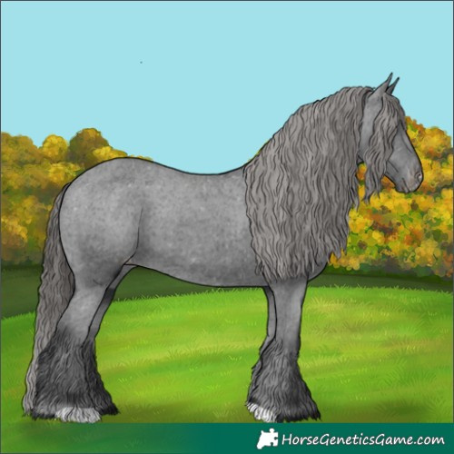 Horse Color:Black Appaloosa Rabicano