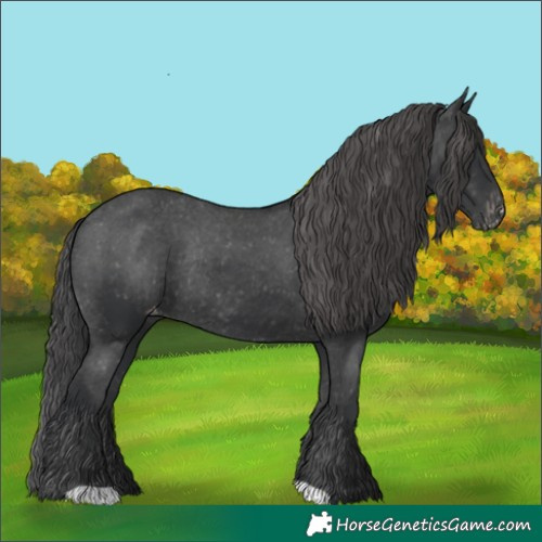 Horse Color:Black Appaloosa Rabicano 