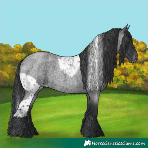 Horse Color:Blue Roan Skewed Appaloosa Rabicano