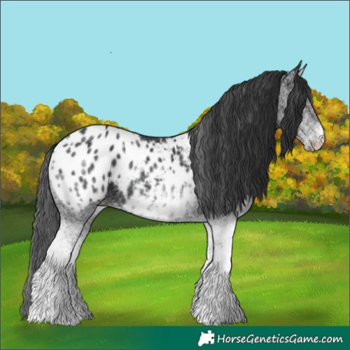 Horse Color:White Spotted Black Blanket Rabicano