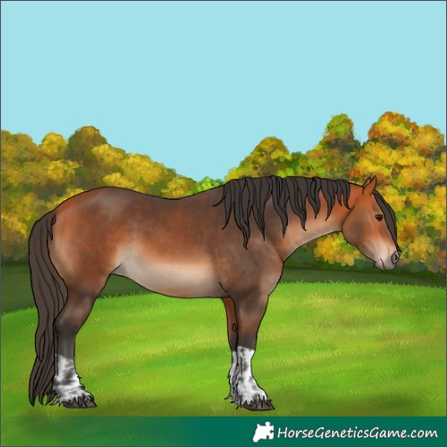 Horse Color:Bay  and Bay 