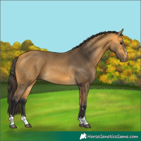Horse Color:Buckskin