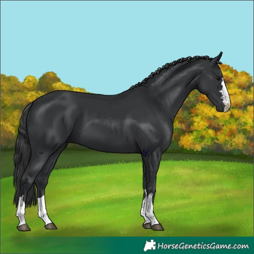 Horse Color:Black 