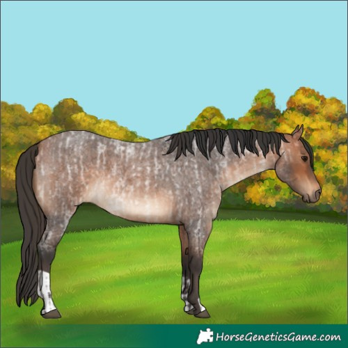 Horse Color:Bay Roan  and Bay Roan 