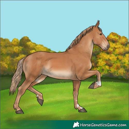 Horse Color:Chestnut  and Chestnut 