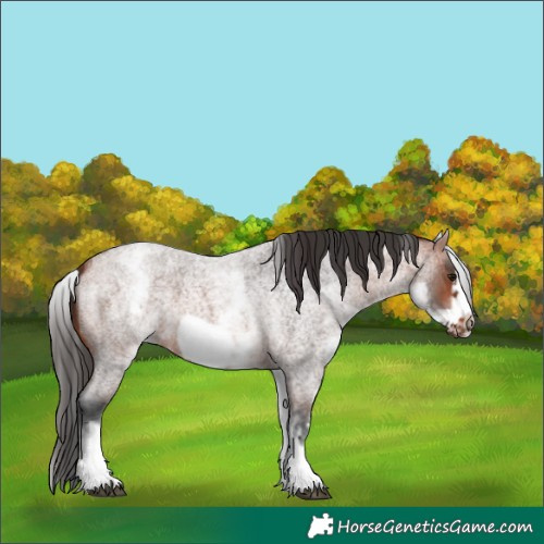 Horse Color:White Spotted Bay Roan Frame 