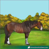 Horse Color:Brown Rabicano  and Bay Rabicano 