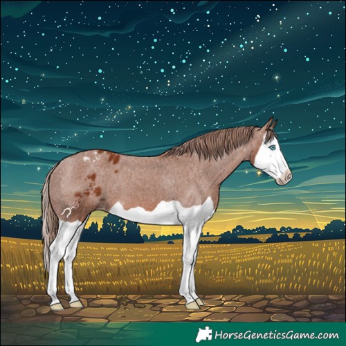 Horse Color:Chestnut Splash Appaloosa 