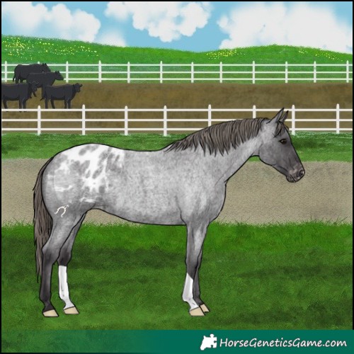 Horse Color:Smoky Blue Roan Appaloosa