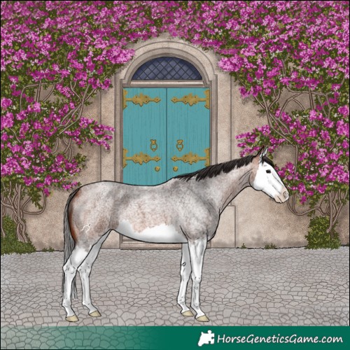Horse Color:Bay Roan Splash 