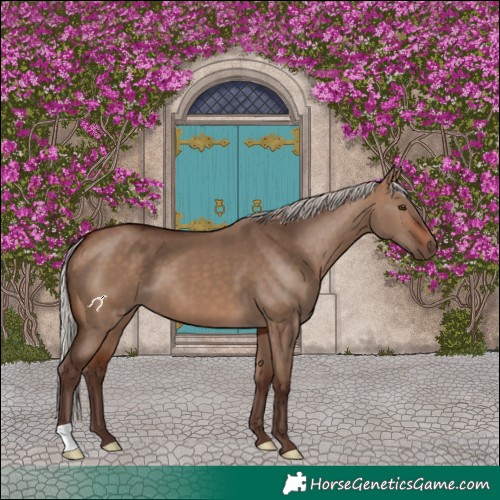 Horse Color:Silver Brown Dun 
