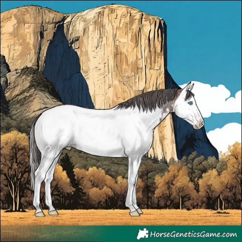 Horse Color:Brown Splash Appaloosa 