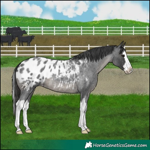 Horse Color:Blue Roan Splash Appaloosa 