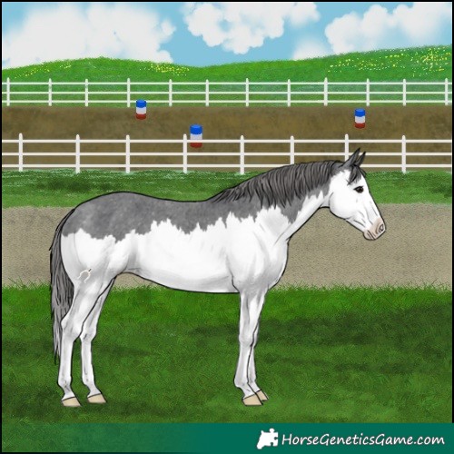 Horse Color:Black Splash Appaloosa 