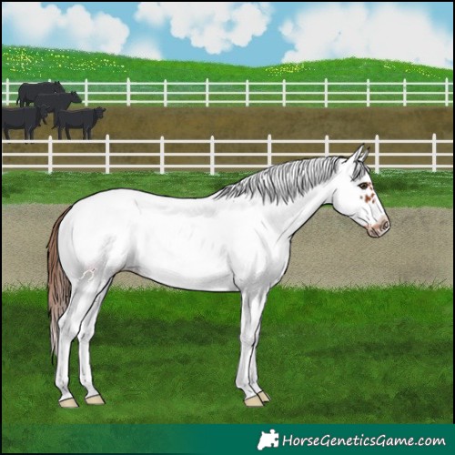 Horse Color:White Spotted Chestnut Frame