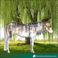 Horse Color:White Spotted Silver Buckskin Rabicano 