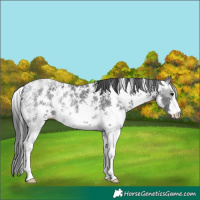 Horse Color:Black Sabino Rabicano