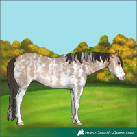 Horse Color:Bay Dun Sabino Rabicano