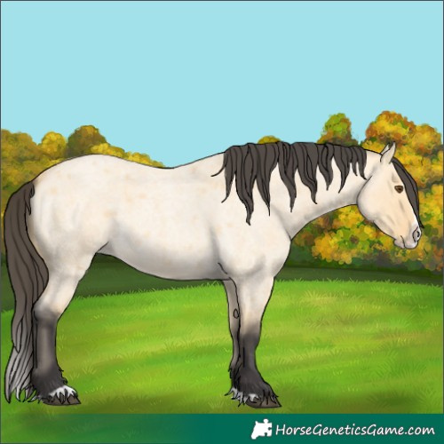 Horse Color:Buckskin Roan Dun Splash 