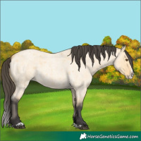 Horse Color:Buckskin Roan Dun Splash 