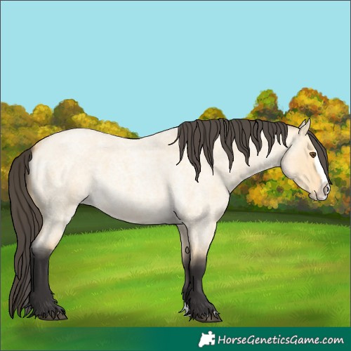 Horse Color:Buckskin Roan Dun Splash