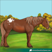 Horse Color:Chestnut Appaloosa