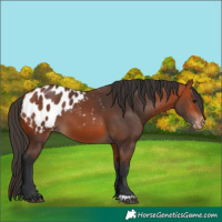 Horse Color:Bay Appaloosa 