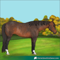 Horse Color:Brown Rabicano