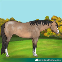 Horse Color:Bay Dun