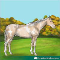 Horse Color:White Spotted Silver Buckskin Pearl Rabicano 