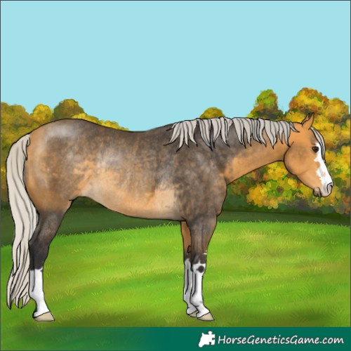 Horse Color:Silver Buckskin Rabicano