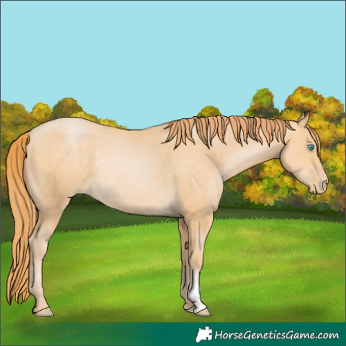 Horse Color:Buckskin Pearl Rabicano 