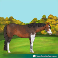 Horse Color:Bay Sabino