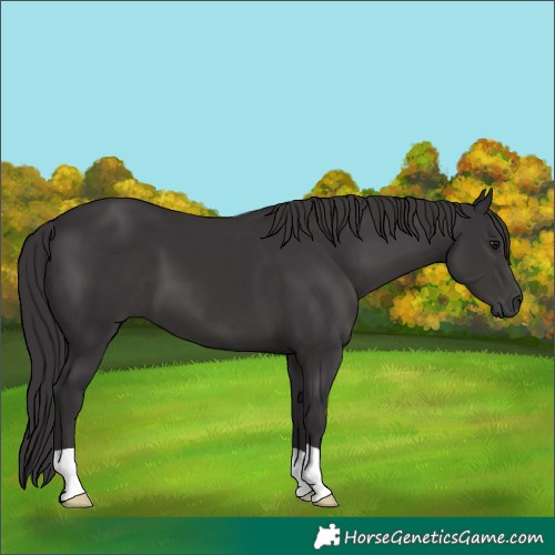 Horse Color:Smoky Black 