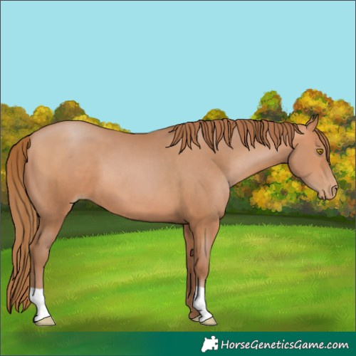 Horse Color:Brown Pearl
